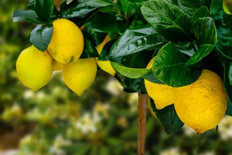 How To Grow A Meyer Lemon Tree Indoors That Actually Produces Lemons