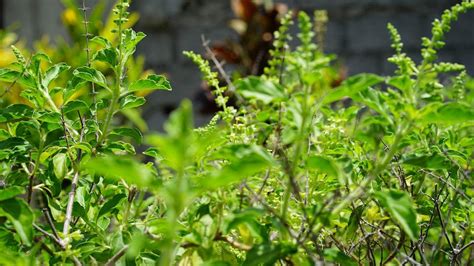 Here Are 10 Reasons To Grow Tulsi In Your Home