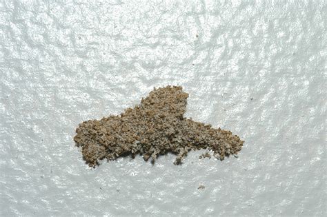 Unfortunately, termites can go nearly everywhere. Signs of Termite Infestation | Mississippi State ...