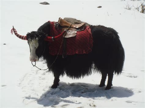 The Yak Bos Grunniens Is A Long Haired Bovine Found Throughout The