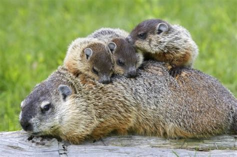 What Do Baby Groundhogs Eat? - Classified Mom