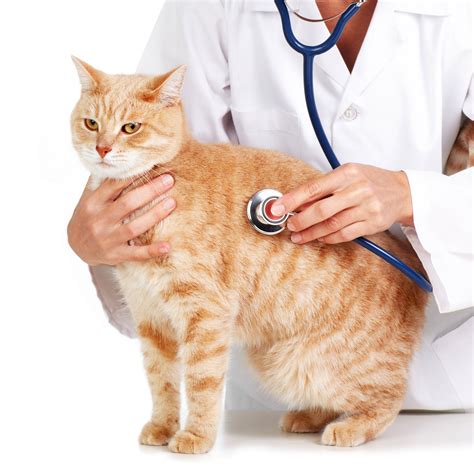 Albums 92 Pictures Veterinarian Pictures With Animals Latest