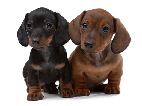 These dogs originated in germany in the 17th century and were bred to search out badger dens and then dig. How much does a Dachshund Puppy Cost? - Annie Many