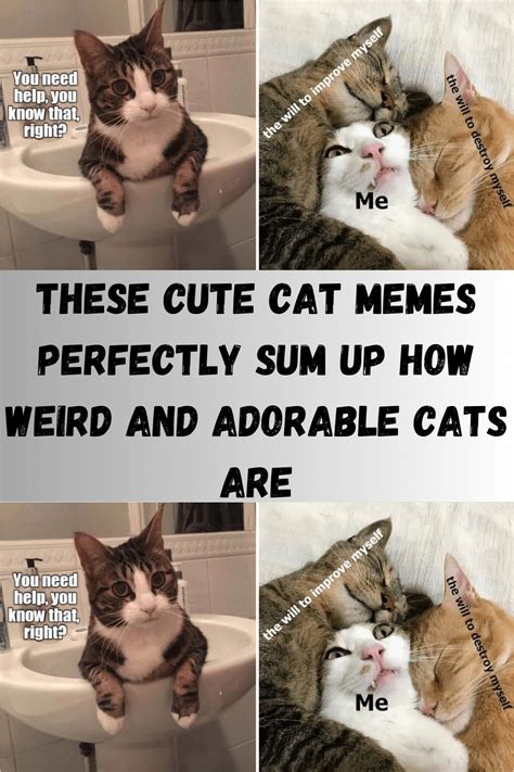 These Cute Cat Memes Perfectly Sum Up How Weird And Adorable Cats Are