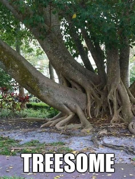 Treesome Funny Pictures Tree Funny Photos