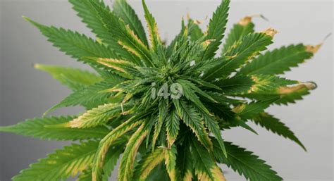 Solving The Problem Of Potassium Deficiency In Weed I49 Usa