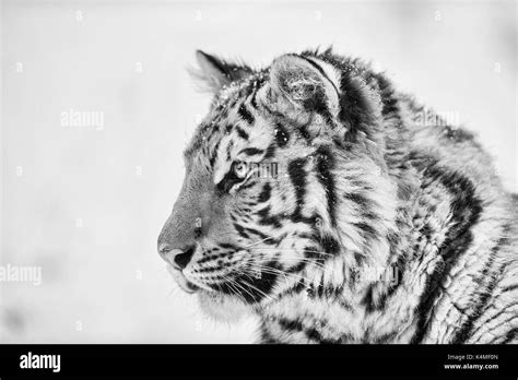 Tiger Portrait In Black And White Stock Photo Alamy