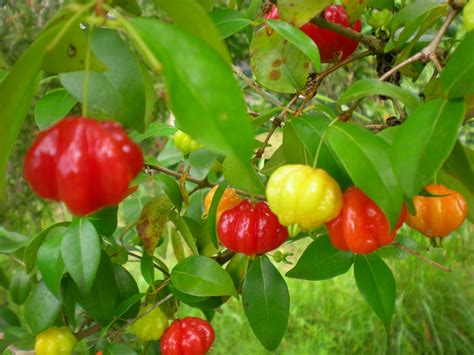 Exotic Fruit Trees Suriname Cherry