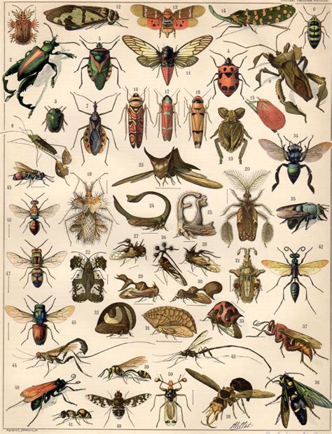 Insects 1897 Antique Print Vintage Lithograph Insects Print Jewel