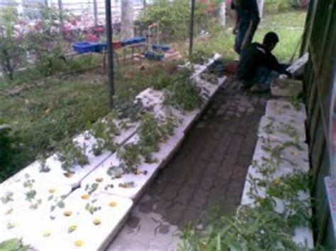 Cawan hidroponik atau netpot digunakan memegang media dan tanaman dalam penanaman secara hidroponik. PENANAMAN HIDROPONIK TAKUNG | Hidroponik di Malaysia