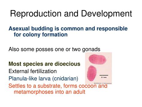PPT - Hemichordata and Invertebrate Chordates PowerPoint Presentation