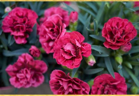 The 5 Secrets About Perennial Carnations Only A Handful Of People Know