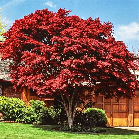 Gurneys Seed And Nursery Feature Red Leaf Japanese Maple Starter Tree