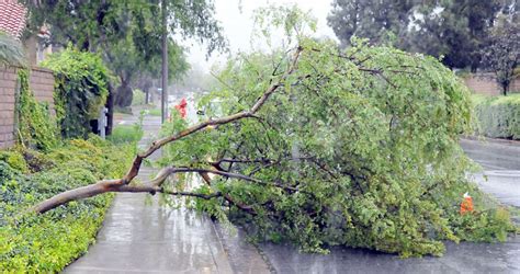 Enlist some help if you are not experienced with a chainsaw. Tree falls down | The Fillmore Gazette