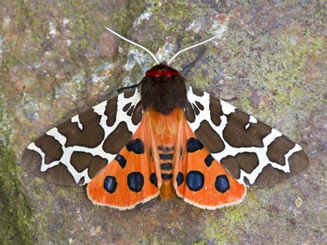 We did not find results for: The garden tiger moth: identification & best times to see ...