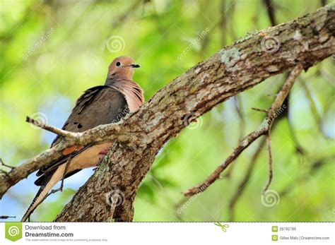 Dove Pigeon Columbidae Stock Photo Image Of Beauty 29782786