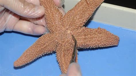 Dissection 101 Detailed Sea Star Dissection Part 1 Of 2 Science