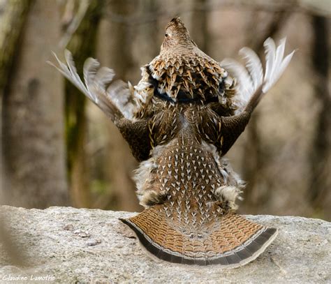 Ruffed Grouse — Madison Audubon