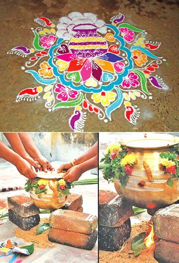 On the day of pongal, rice and pulses are cooked in milk and offered to the sun god. Thai Pongal: Festival of harvests, with offerings to the ...