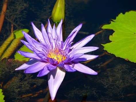 Purple Lily Pad Flower Stock Photo Image Of Dark Water 71742320