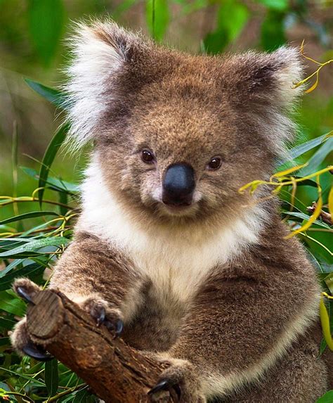 Smile Please By Neilstha Firman On 500px Cute Animals Cute Koala