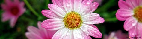 Marguerite Daisy Flowers 4k Wallpaper Download