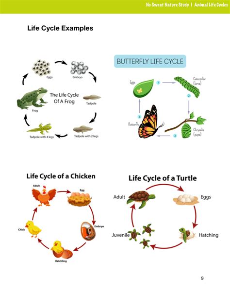 Animal Life Cycles Curriculum No Sweat Nature Study