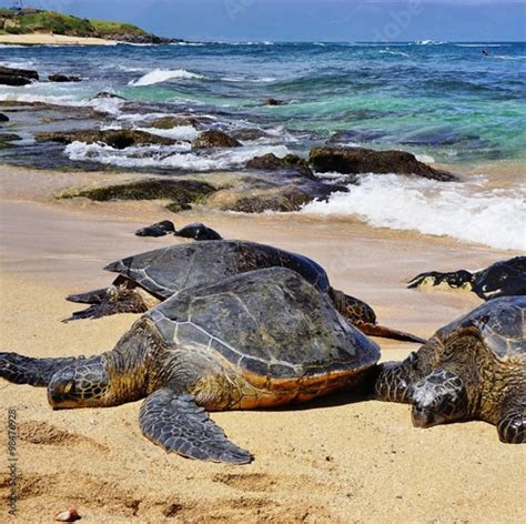 Honu Giant Hawaiian Green Sea Turtles In Hookipa Beach Park On The