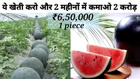World Most Expensive Watermelon ₹650000 Japanese Black Watermelon