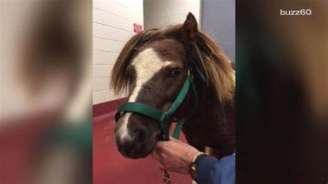 Horse Reunites With Owner After Car Accident Leaves Him Injured