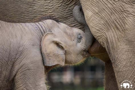 Baby Elephant Wan Mai Save Elephant Foundation