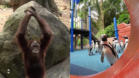 These Animals Are Having Fun Exploring The Singapore Zoo As Humans Are