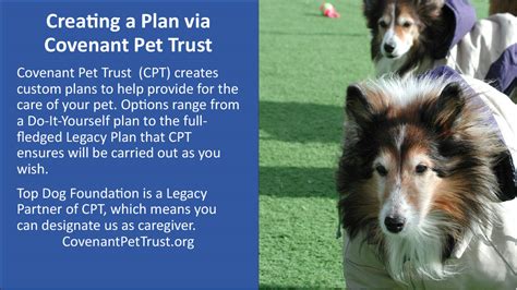 Pet Trusts And Plans Top Dog Foundation