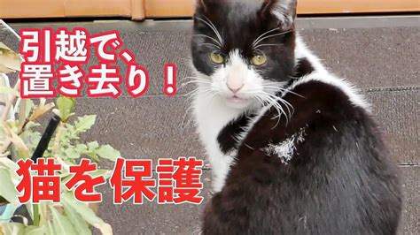 We help cats in need today, while also working to prevent additional cats from becoming homeless tomorrow. 野良猫を保護!？幸せを願い里親募集♡名前は…保護猫ケンちゃん【置き去りにされた捨てネコ】Cat Life ...