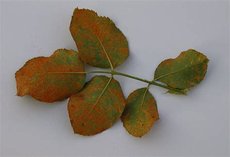 Jeffco Gardener Recent Plant Diseases In Jefferson County By Mary Small