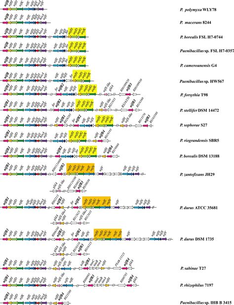 Genetic Organization Of The Nifb Loci And Other Nif Anf Vnf Genes In