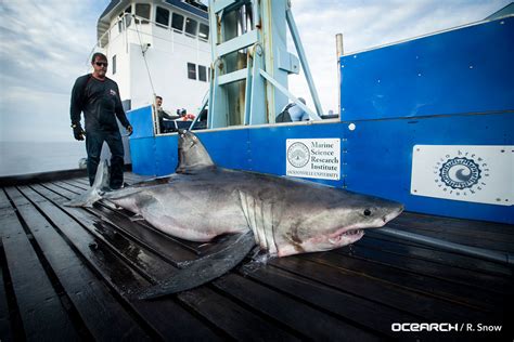 Sharks are named and tagged with a tracker by the organization; 2019 NASFA - Ocearch