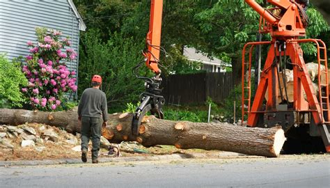 Professional Tree Debris Removal Services in Council Bluffs