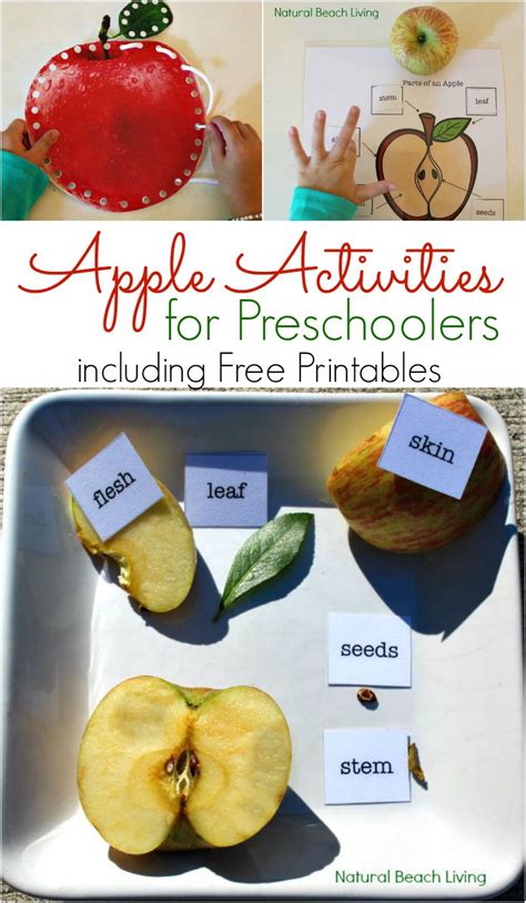 Apple Activities For Preschoolers Apple Science Free Printables