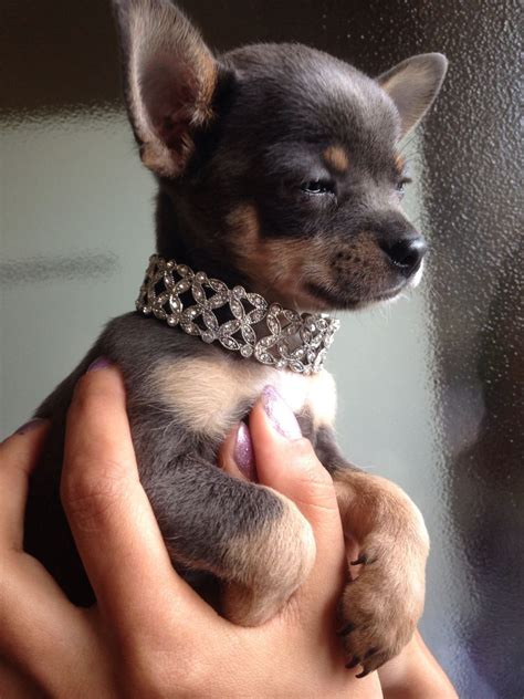 Contact us for short & long haired chihuahuas. Blue And Tan Teacup Chihuahua Boy Puppy | Liverpool, Merseyside | Pets4Homes