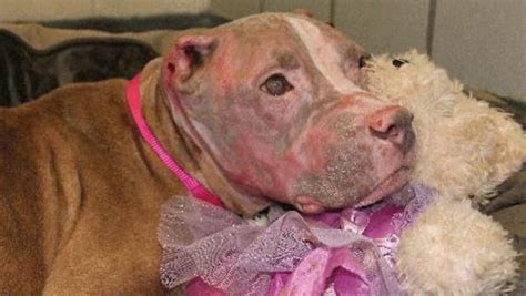 Rosie The Pit Bulls Owner Sentenced To 4 Years In Prison For Acid