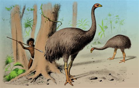 Dinornis Giant Moa Cenozoic Bird Photograph By Science Source