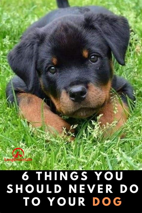 6 Things You Should Never Do To Your Dog Dogs Pets Animal Lover
