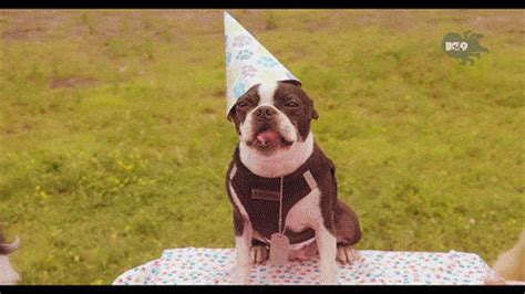 And to top it all off, he's . funny dog happy birthday ANIMATED GIF - SpeakGif