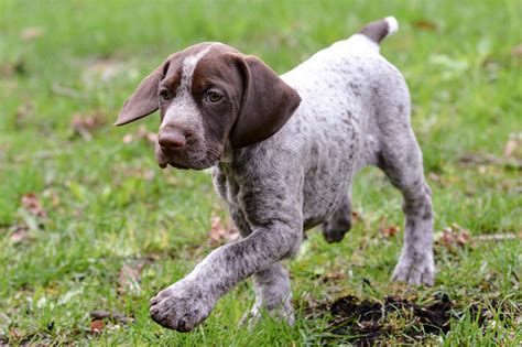 What Does A 6 Month Old German Shorthaired Pointer Puppy Like To Eat