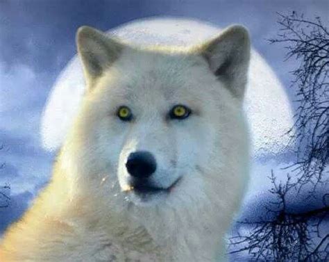 A White Wolf With Yellow Eyes Standing In Front Of A Full Moon