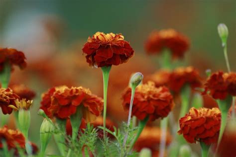 Bear in mind that there are tons of supplies and tips you need to prepare and apply as well. Growing Marigolds For Flowers In Your Garden