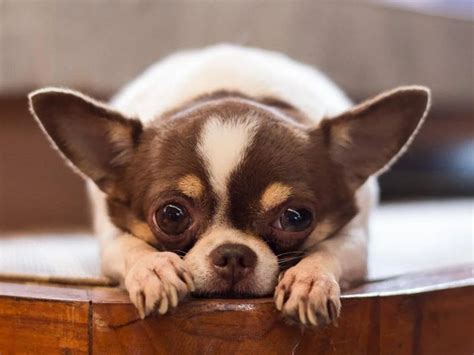 ¿por QuÉ Mi Perro Tiembla Tanto Causas Y Soluciones