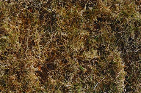How Long Does It Take For Dormant Grass To Recover