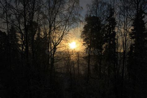 Winter Sunset In The Forest Stock Image Image Of Clear White 170923589